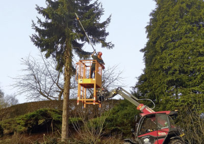 Spezialbaumfällung mit Teleskoplader und Arbeitskorb