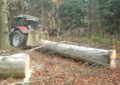 Holzschlägerung mit Seilwinde